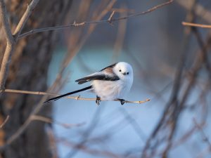 冬　シマエナガ　雪の妖精